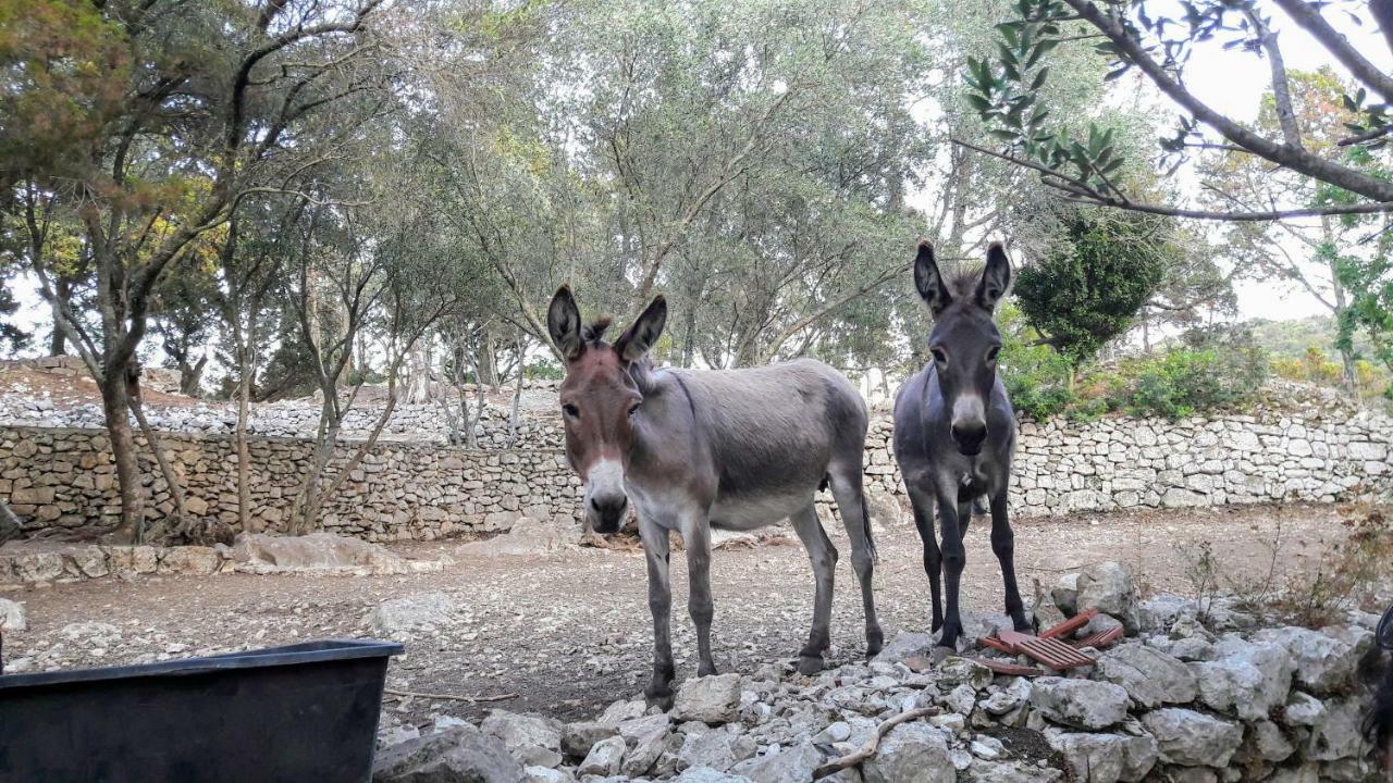 Authentic Ap For 2, Babino Polje,Mljet Lägenhet Exteriör bild